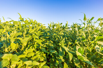Soybean field in a sunny day. Agricultural scene.