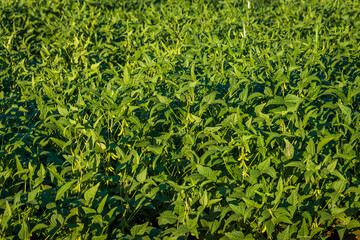 Soybean field in a sunny day. Agricultural scene.