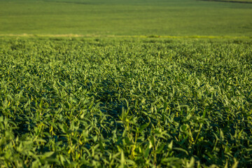 Soybean field in a sunny day. Agricultural scene.