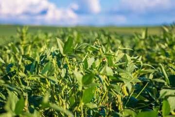 Soybean field in a sunny day. Agricultural scene.