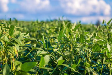 Obraz premium Soybean field in a sunny day. Agricultural scene.