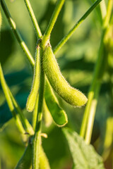 Soybean pods in soybean plantationin a sunny day.  Agricultural scene, soybean crop