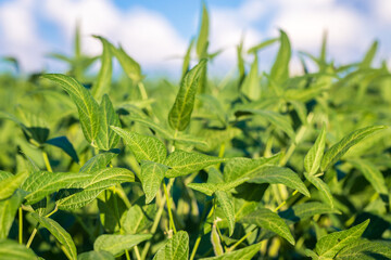 Soybean field in a sunny day. Agricultural scene.