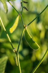 Soybean pods in soybean plantationin a sunny day.  Agricultural scene, soybean crop