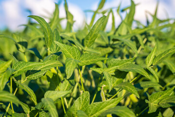 Soybean field in a sunny day. Agricultural scene.