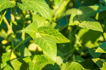 Soybean field in a sunny day. Agricultural scene.