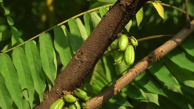 Bilimbi on the tree. Camera moves up. Focus selected. Blur green leaves background