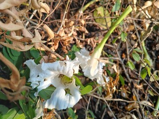 flowers in the forest