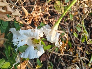 white flowers in the forest