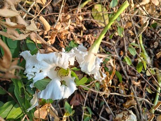 flowers in the garden