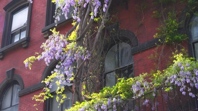 NEW YORK, NEW YORK - USA MAY 3 2024: Wisteria Vines blooms on walls of the Apartment buildings among growing fresh green trees around the Abe Lebewohl Triangle in East Village in New York City.

