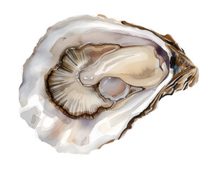 oyster watercolor digital painting good quality