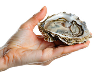 A hand holding an oyster isolated on white background, seafood preparation