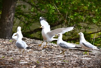 group of seagulls