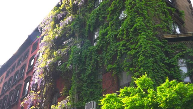 NEW YORK, NEW YORK - USA MAY 3 2024: Wisteria Vines blooms on walls of the Apartment buildings among growing fresh green trees around the Abe Lebewohl Triangle in East Village in New York City.

