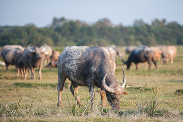 Buffalo in the grassland in rural Thailand