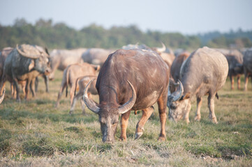 Obraz premium Buffalo in the grassland in rural Thailand