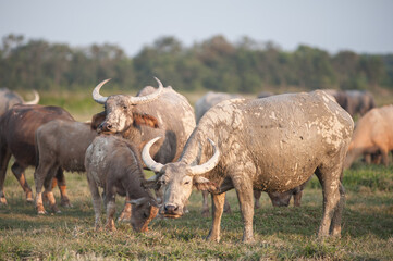 Obraz premium Buffalo in the grassland in rural Thailand