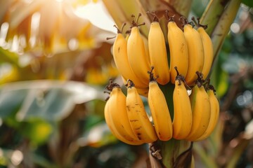 Banana tree with a bunch of growing mature yellow bananas 