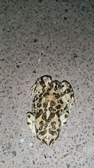 Algal Frog