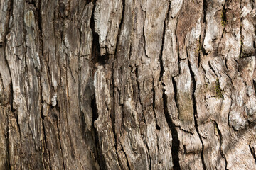 natural background of tree bark texture