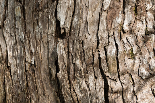 natural background of tree bark texture
