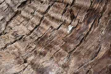 natural background of tree bark texture