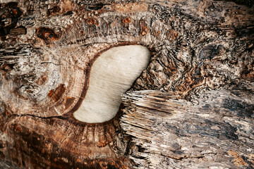 natural background of tree bark texture