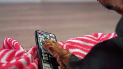 Dachshund presses buttons on remote control resting on couch with owner. Clever hound tries to change channel with paw creating funny moment