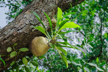 Myrmecodia platyrea. Ant nest is an Indonesian term for the genus myrmecodia, a genus of epiphytic myrmecophyte plants originating from Southeast Asia