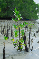 Mangrove tree saplings on the beach