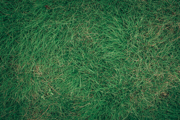 green field grass background texture