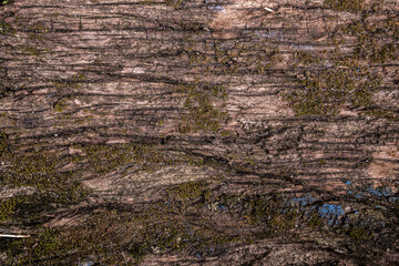 wooden plank surface background texture
