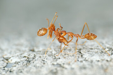 Weaver ants are highly territorial and workers aggressively defend their territories against...