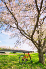 Fototapeta premium 赤いバイクと桜の風景