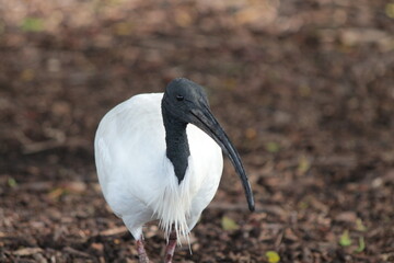 A native bird seen in the gardens in Sydney Australia. 