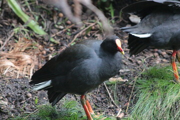 A native bird seen in the gardens in Sydney Australia. 