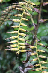 A flower on a tree in a park in Australia