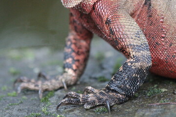 A lizard in an Australian Park close up