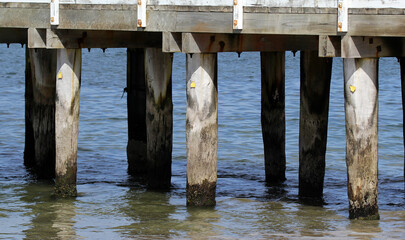 Wooden pilings posts supporting a pier above the ocean