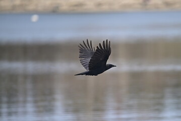 AMERICAN CROW