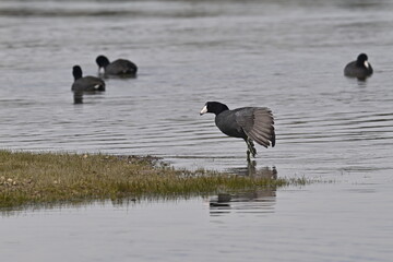 AMERICAN COOT