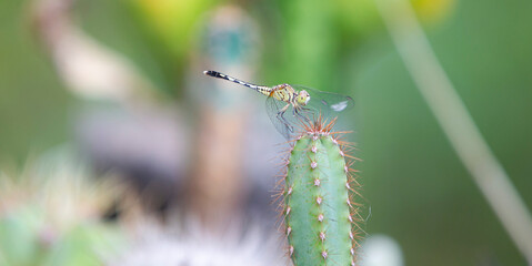 dragonfly sitting on a cactus