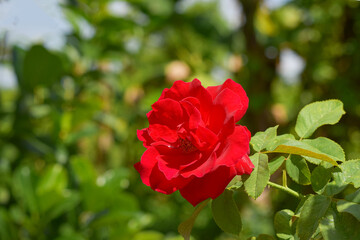 Red rose blooming in the garden, beautiful rose flower