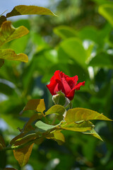 Red rose blooming in the garden, beautiful rose flower