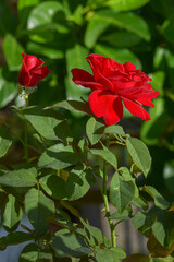 Red rose blooming in the garden, beautiful rose flower