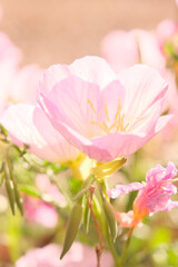 pink evening primrose flowers at golden hour