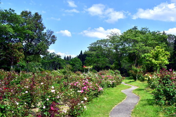 広島　花　庭園　湧永庭園　バラ　薔薇
