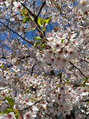 Cherry Blossom, Sakura, Blossom, Bloom, Flower, Tree, Nature, Outdoors, Landscape, Seasonal, Japan, Tokyo, Toronto, Canada, Asia, North America, Urban, Pink, Beautiful, Colorful, Vibrant, Soft, Delica