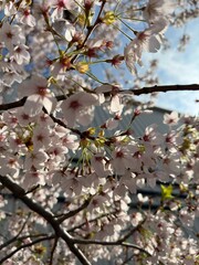 Cherry Blossom, Sakura, Blossom, Bloom, Flower, Tree, Nature, Outdoors, Landscape, Seasonal, Japan, Tokyo, Toronto, Canada, Asia, North America, Urban, Pink, Beautiful, Colorful, Vibrant, Soft, Delica